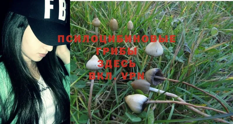 Галлюциногенные грибы Psilocybe  Лакинск 